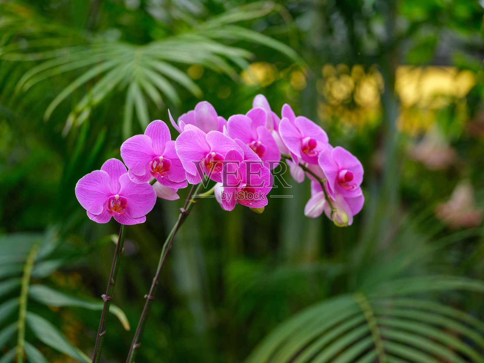盛开的紫色蝴蝶兰（Phalaenopsis amabilis）特写照片照片摄影图片