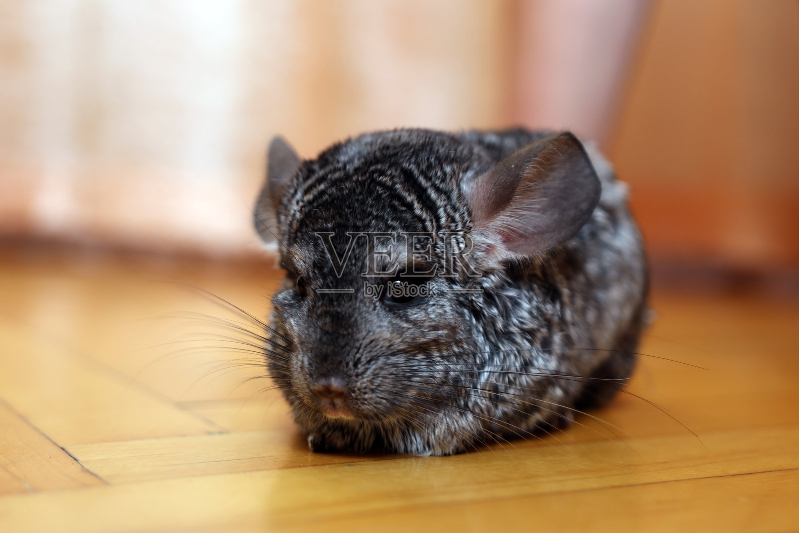 特写镜头下，一只龙猫在地板上，柔和的光线突显出它毛发的纹理和富有神韵的眼睛照片摄影图片