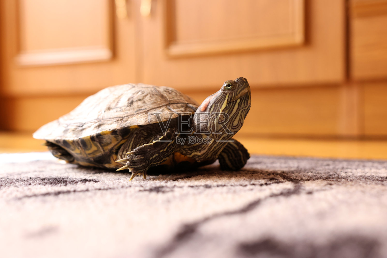 红耳龟在地毯上，光线温暖，姿态平静，有清晰的龟壳和四肢细节照片摄影图片