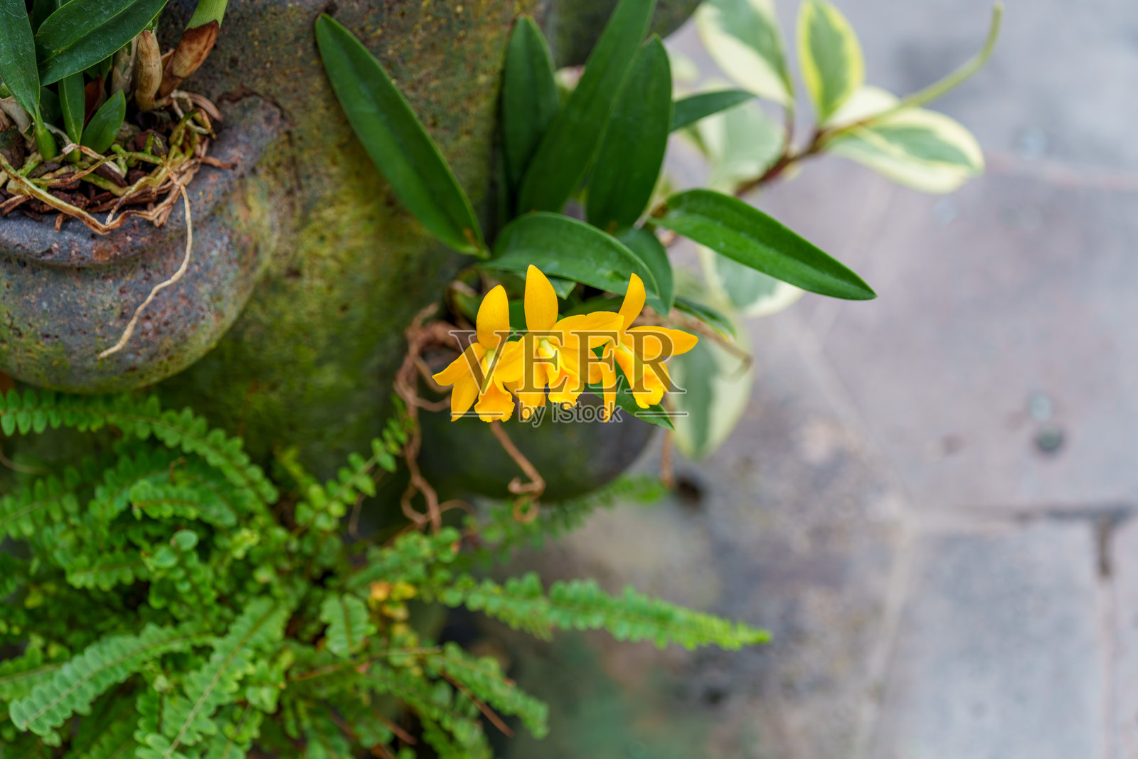 盛开的黄色蝴蝶兰（Phalaenopsis amabilis）特写照片照片摄影图片