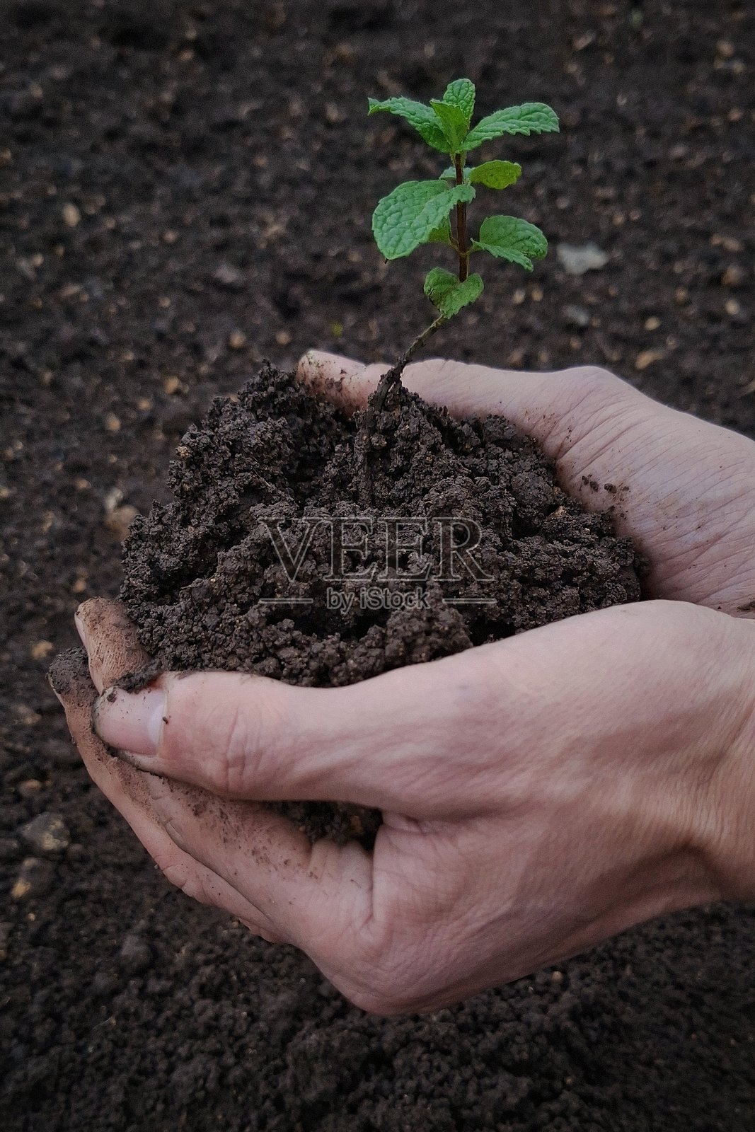 俯视角度，手在土壤中种植幼苗的侧视图照片摄影图片