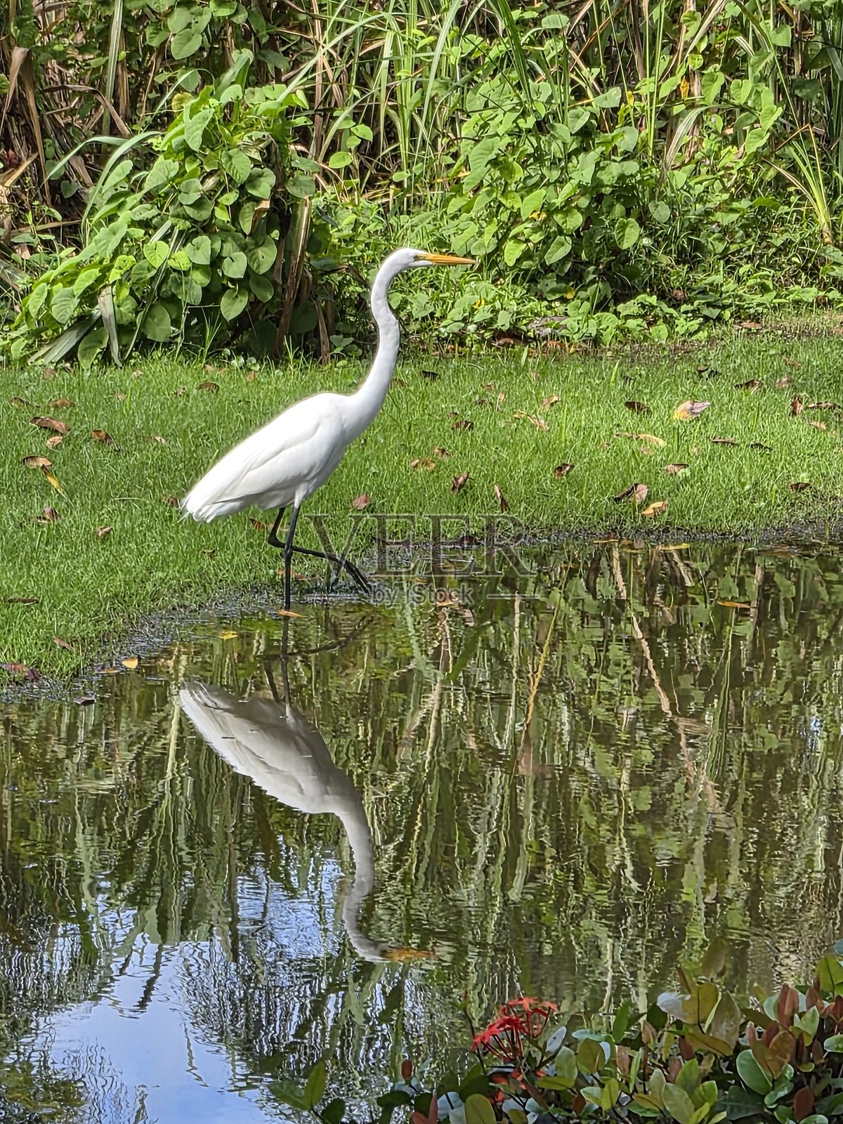 热带雨林背景下的白鹭照片摄影图片