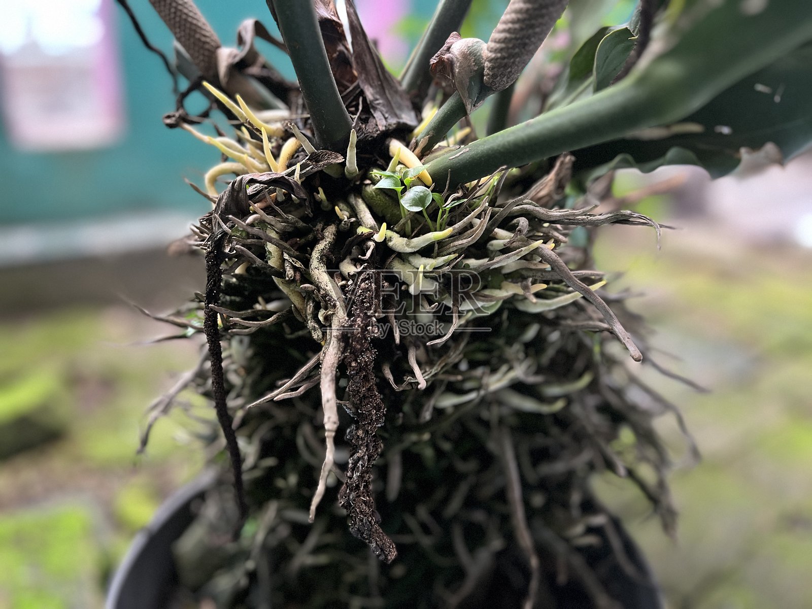 悬挂花盆中暴露的植物根系照片摄影图片