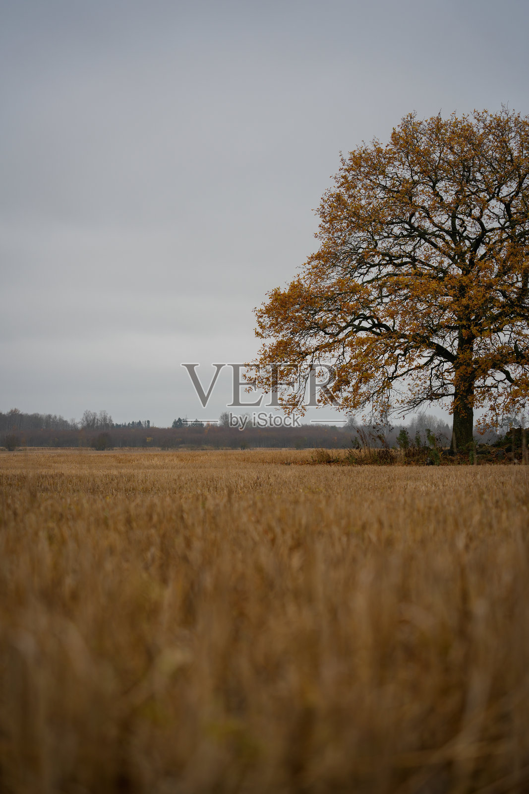 雾中田野的树木很美照片摄影图片