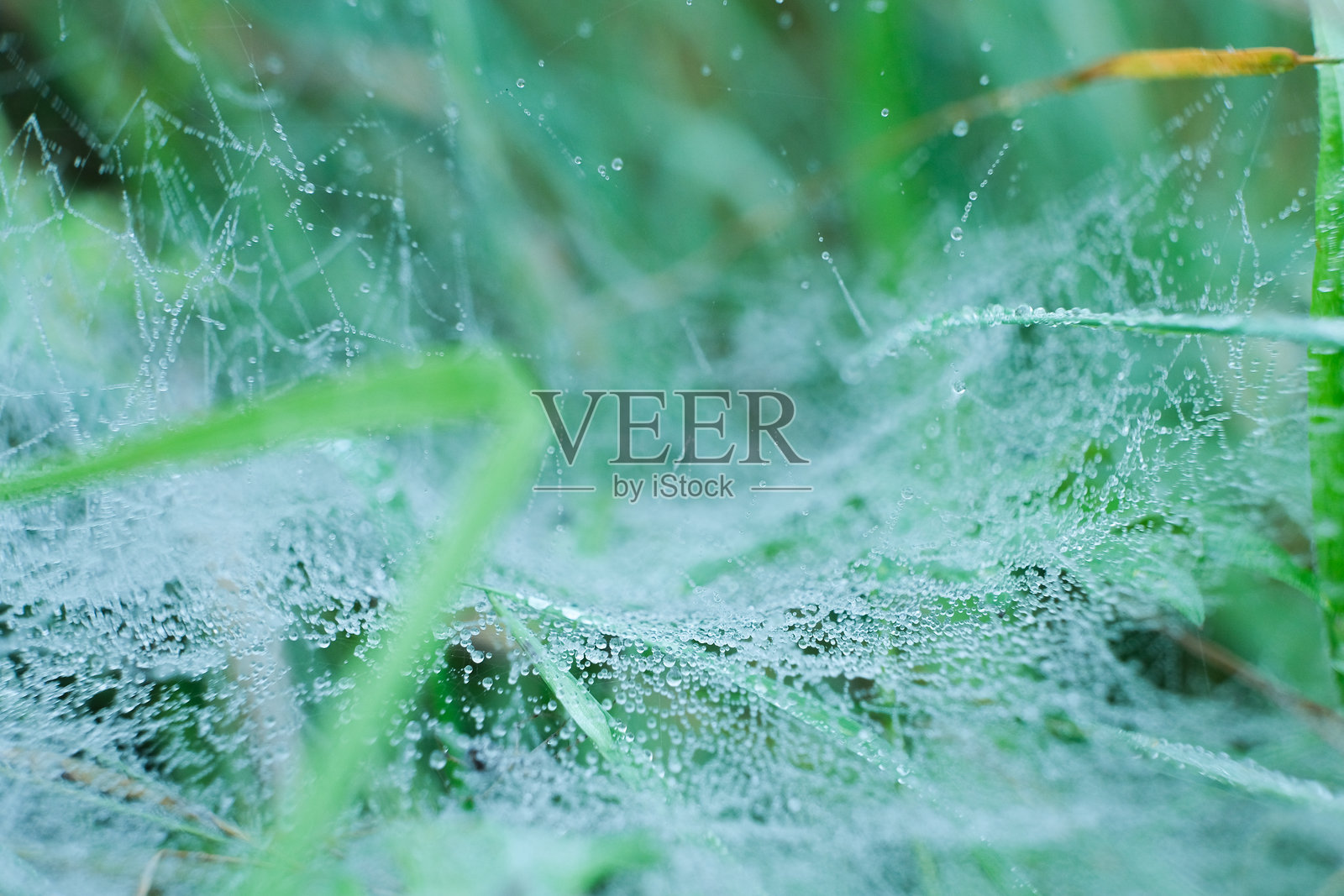 晨露下的蜘蛛网微距景观照片摄影图片