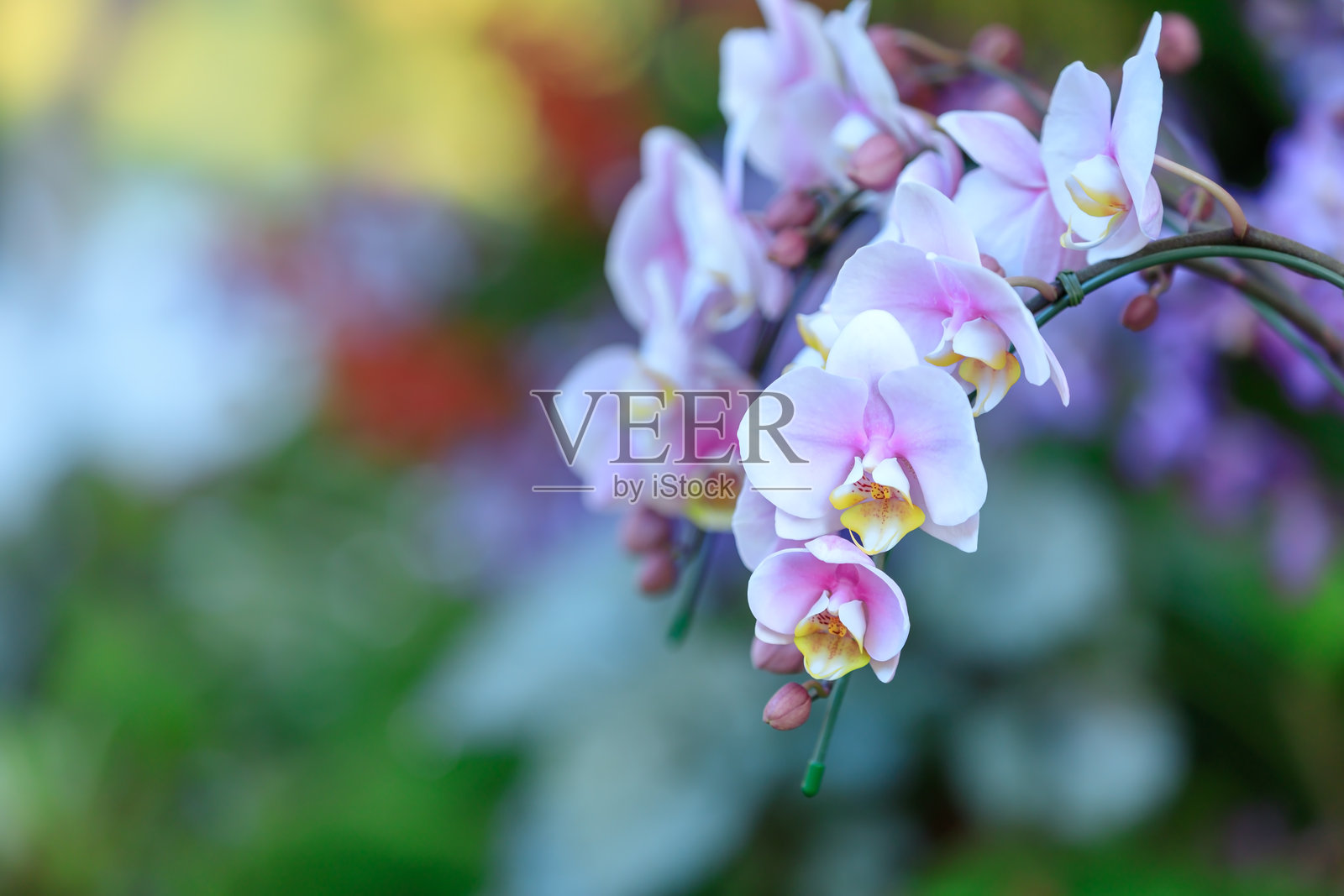 花园里盛开的美丽兰花，兰花的特写照片摄影图片