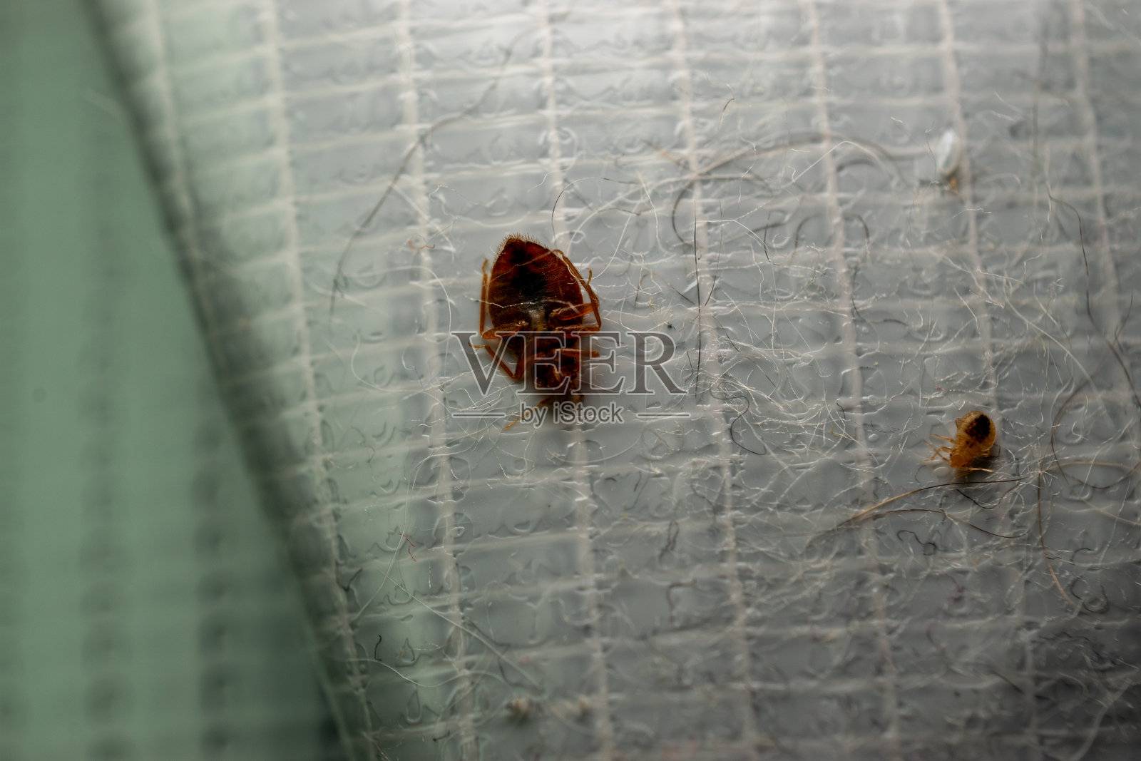 粘胶带捕获的臭虫照片摄影图片