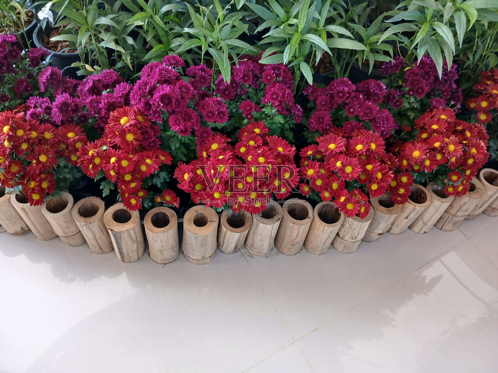 红色的花照片摄影图片