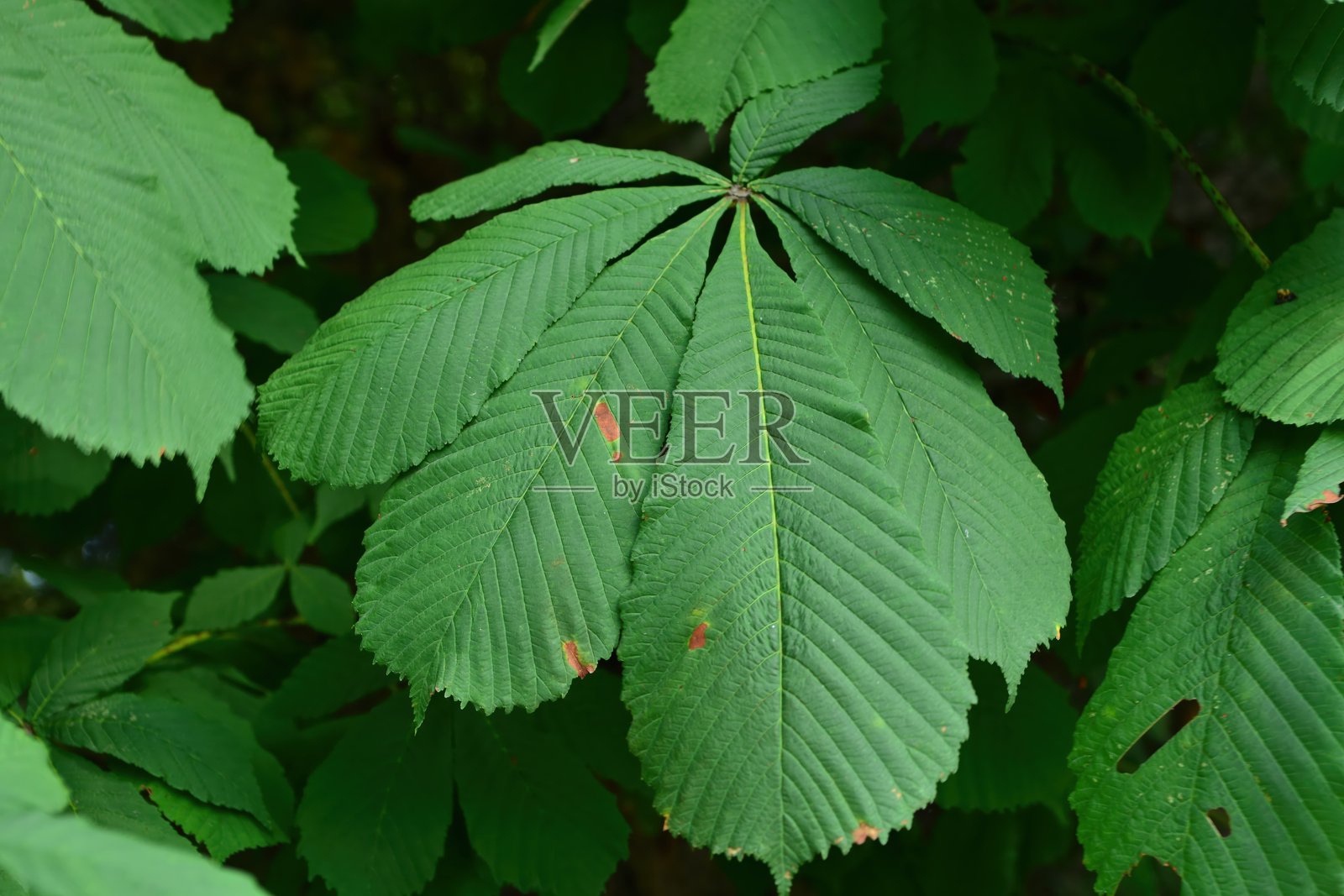 七叶树（Aesculus hippocastanum），属于无患子科，是一种高达30米的树木，其种子有毒，外壳带刺。这是在实地拍摄的真实光学照片。照片摄影图片