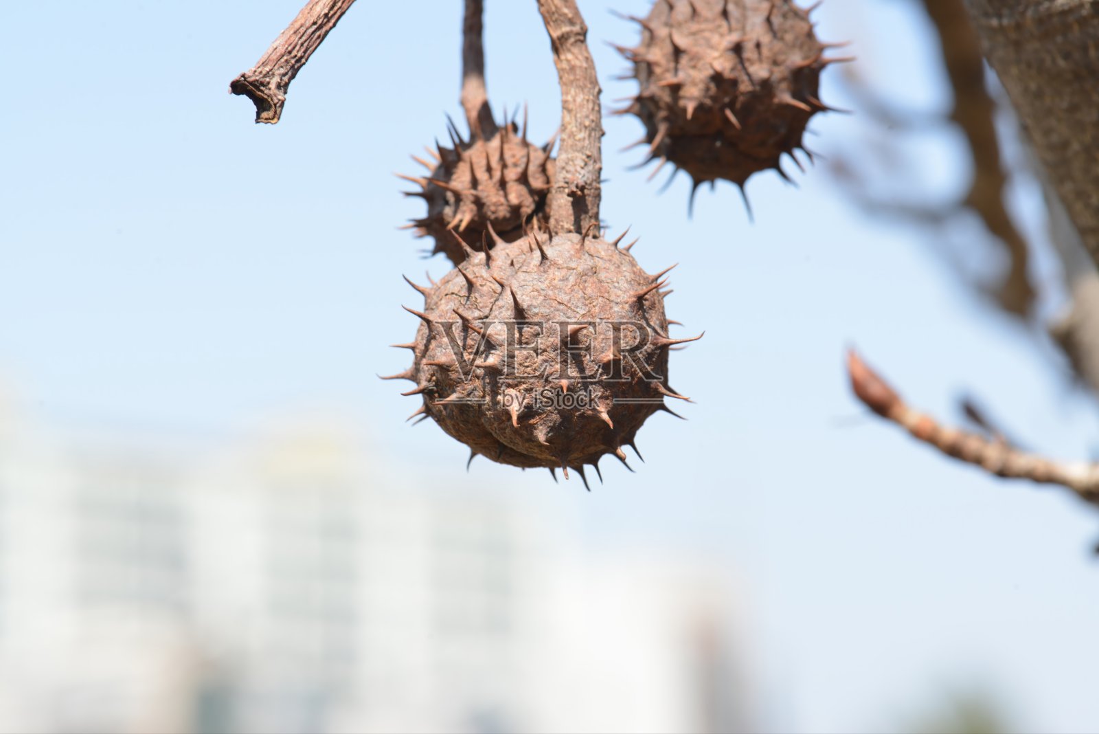 七叶树 (Aesculus hippocastanum)，属于无患子科，是一种高达30米的树木，其种子有毒，外壳带刺。这是在实地拍摄的真实光学摄影。照片摄影图片