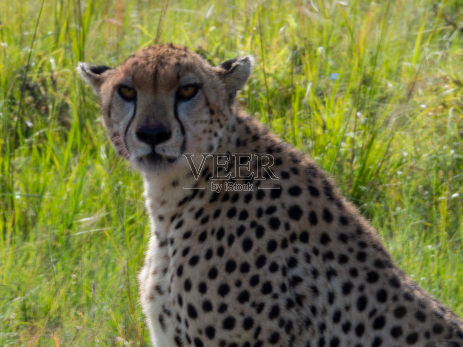 非洲，肯尼亚的草原，马赛马拉国家公园。野生动物，野生动物，非洲旅行照片摄影图片