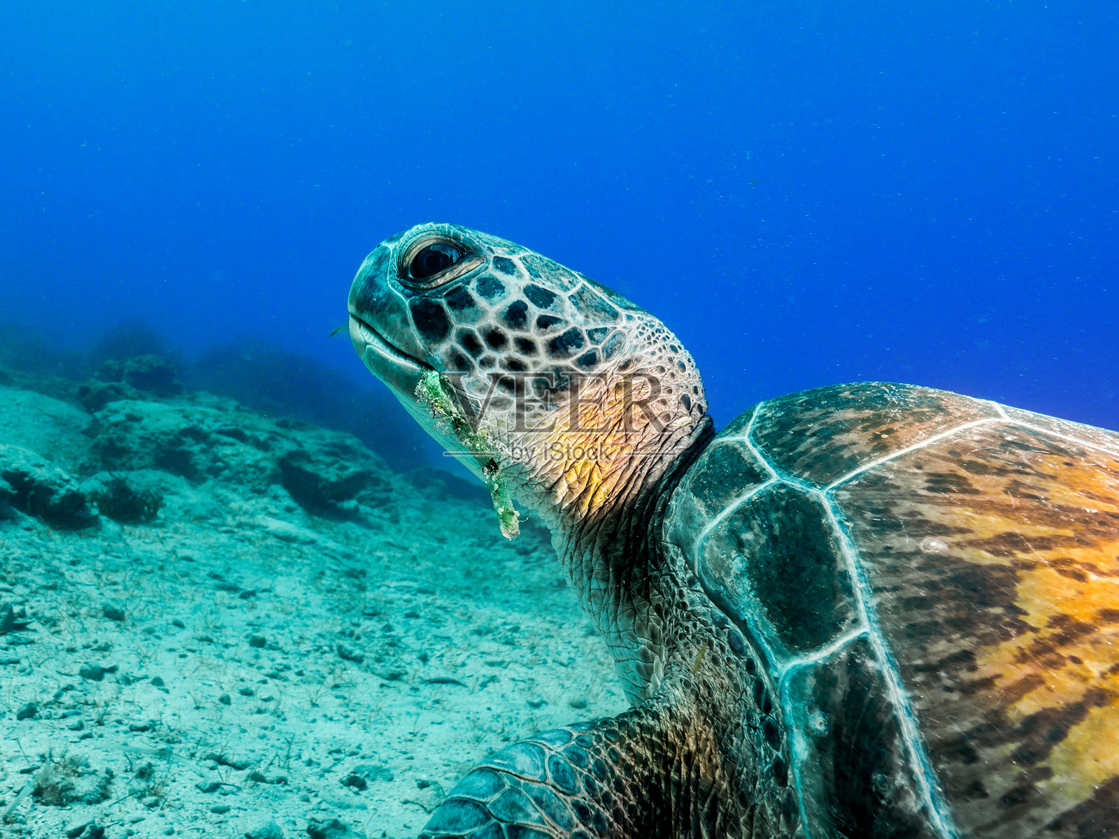 来自地中海的绿海龟照片摄影图片