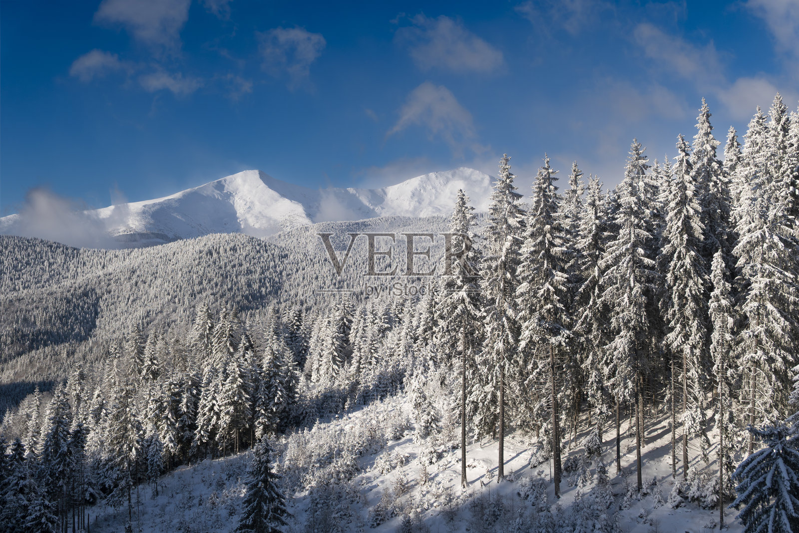 晴朗蓝天下，白雪皑皑的山峰笼罩着冬日森林照片摄影图片