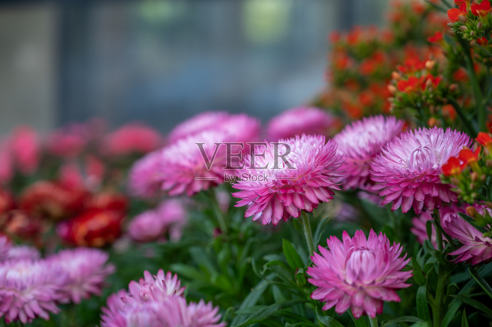 凉爽阴凉处的菊花照片摄影图片