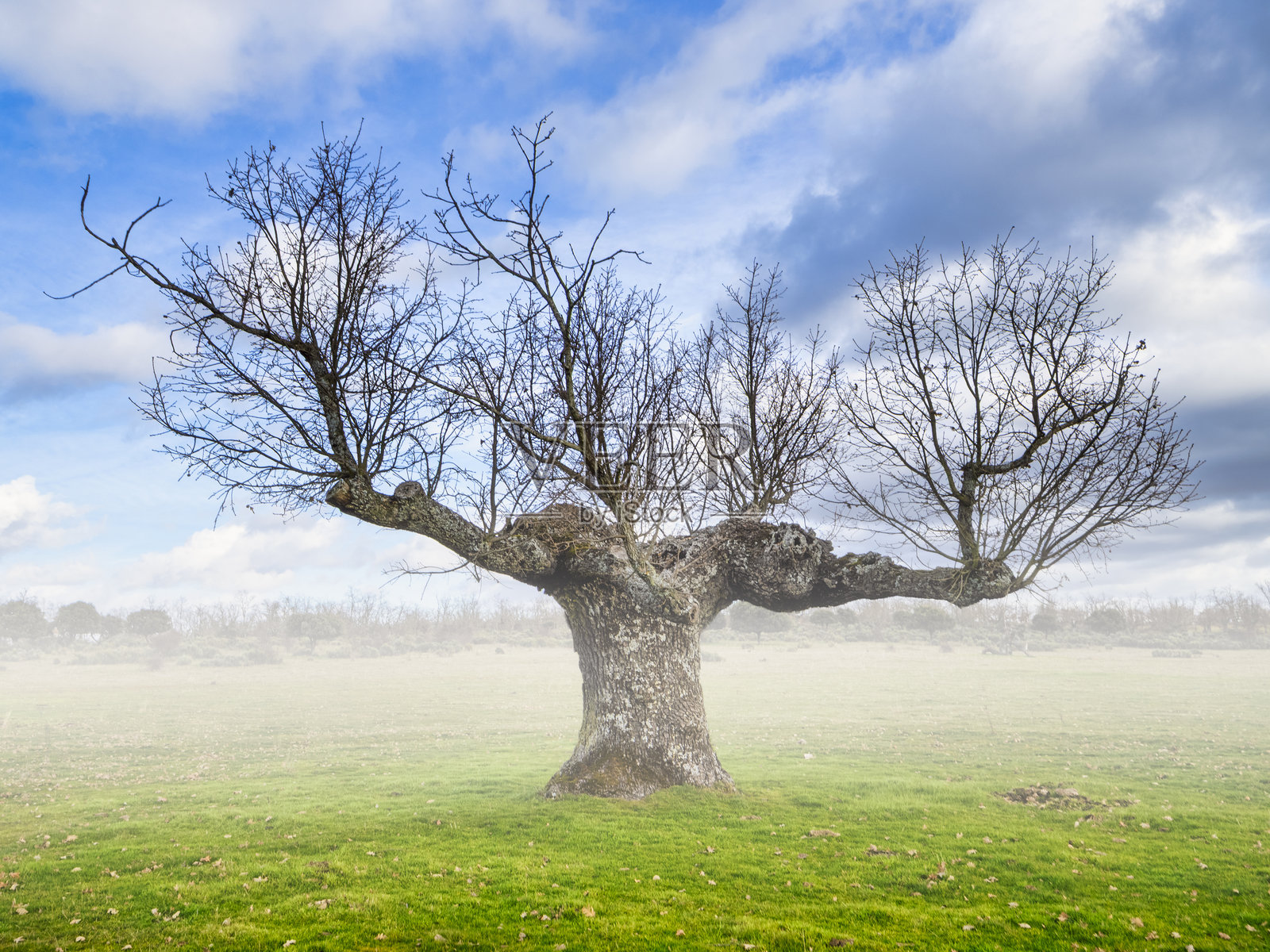 冬日清晨，雾气中孤零零的橡树照片摄影图片