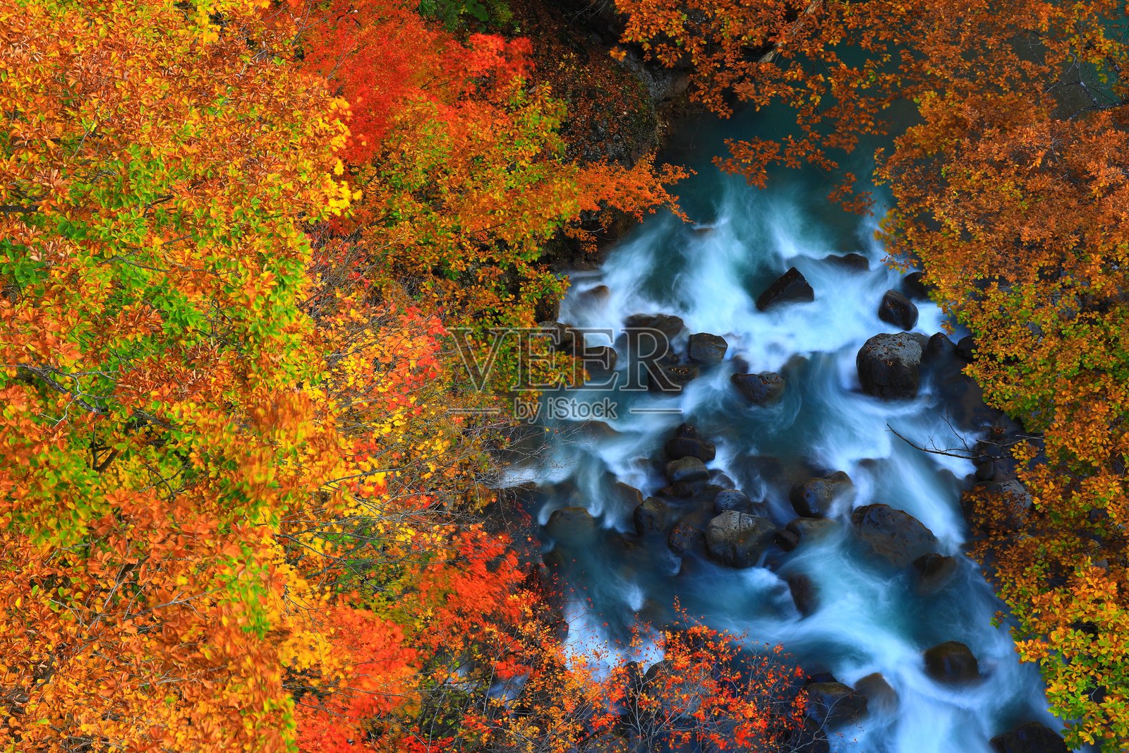 秋叶风景照片摄影图片