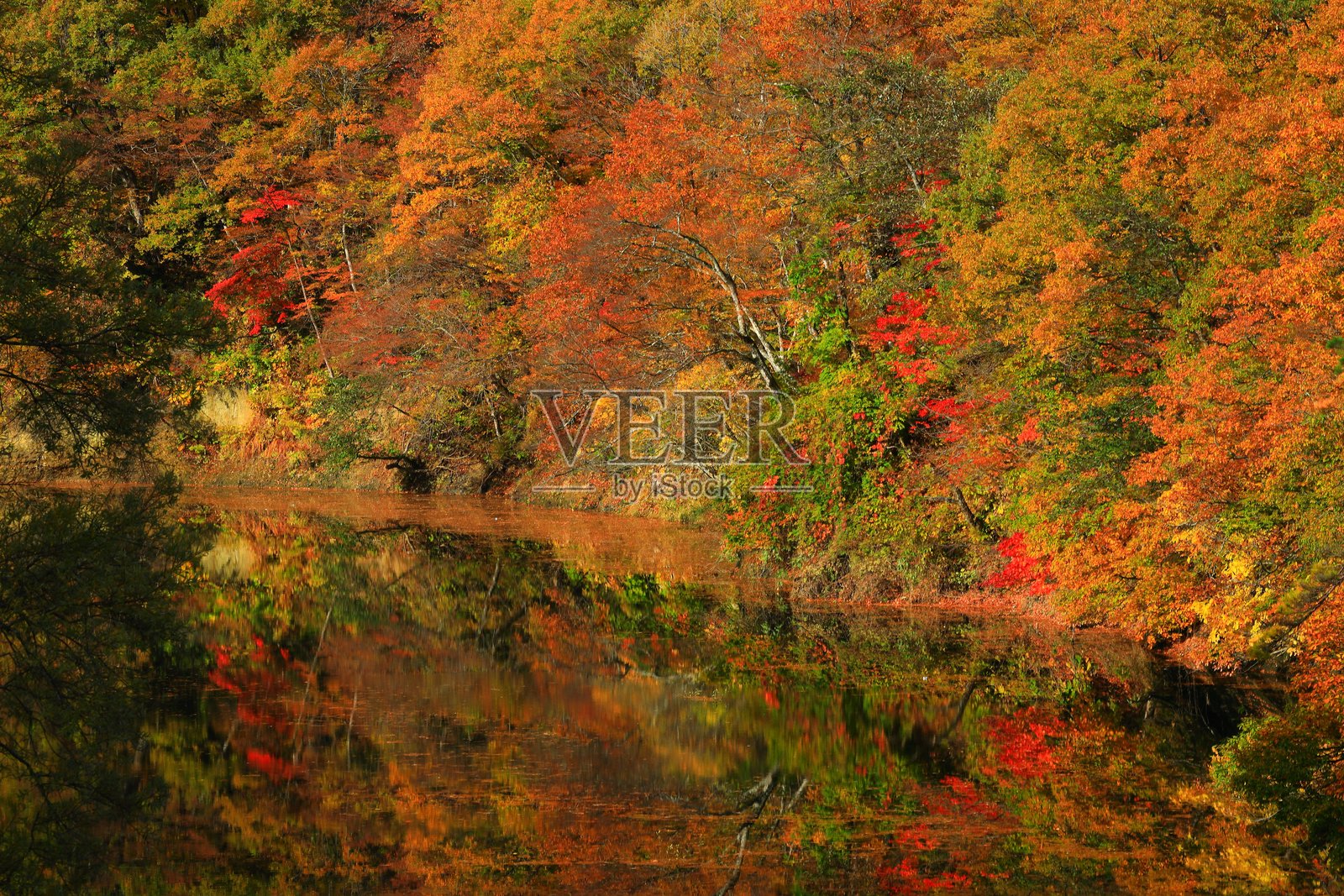 秋叶风光照片摄影图片