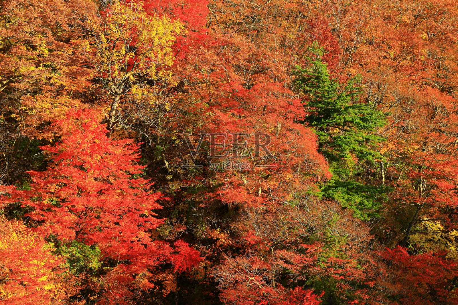 秋叶风光照片摄影图片