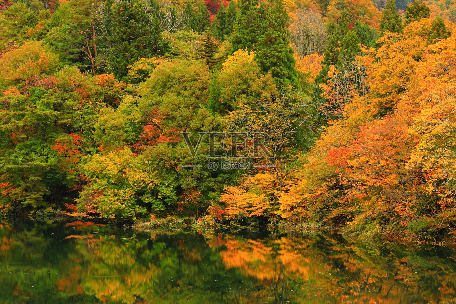 秋叶风光照片摄影图片