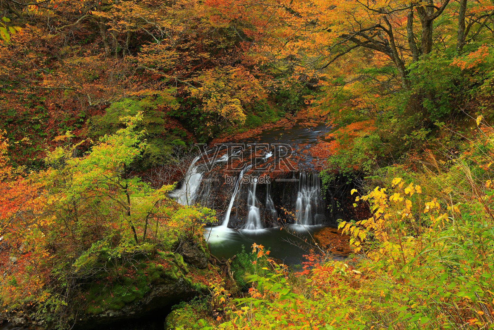 秋叶风景照片摄影图片