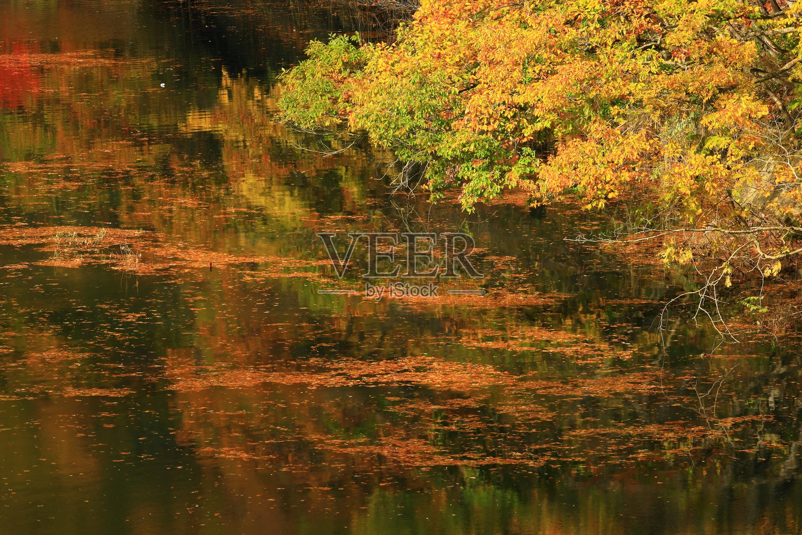 秋叶风光照片摄影图片