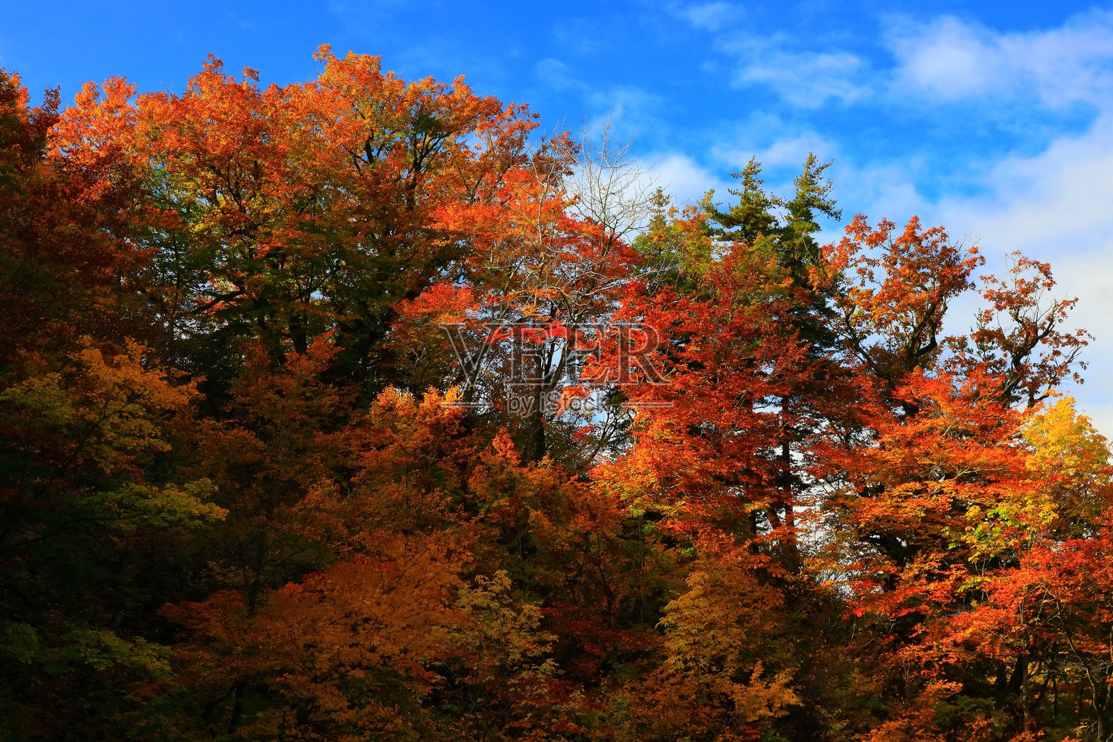 秋叶风光照片摄影图片