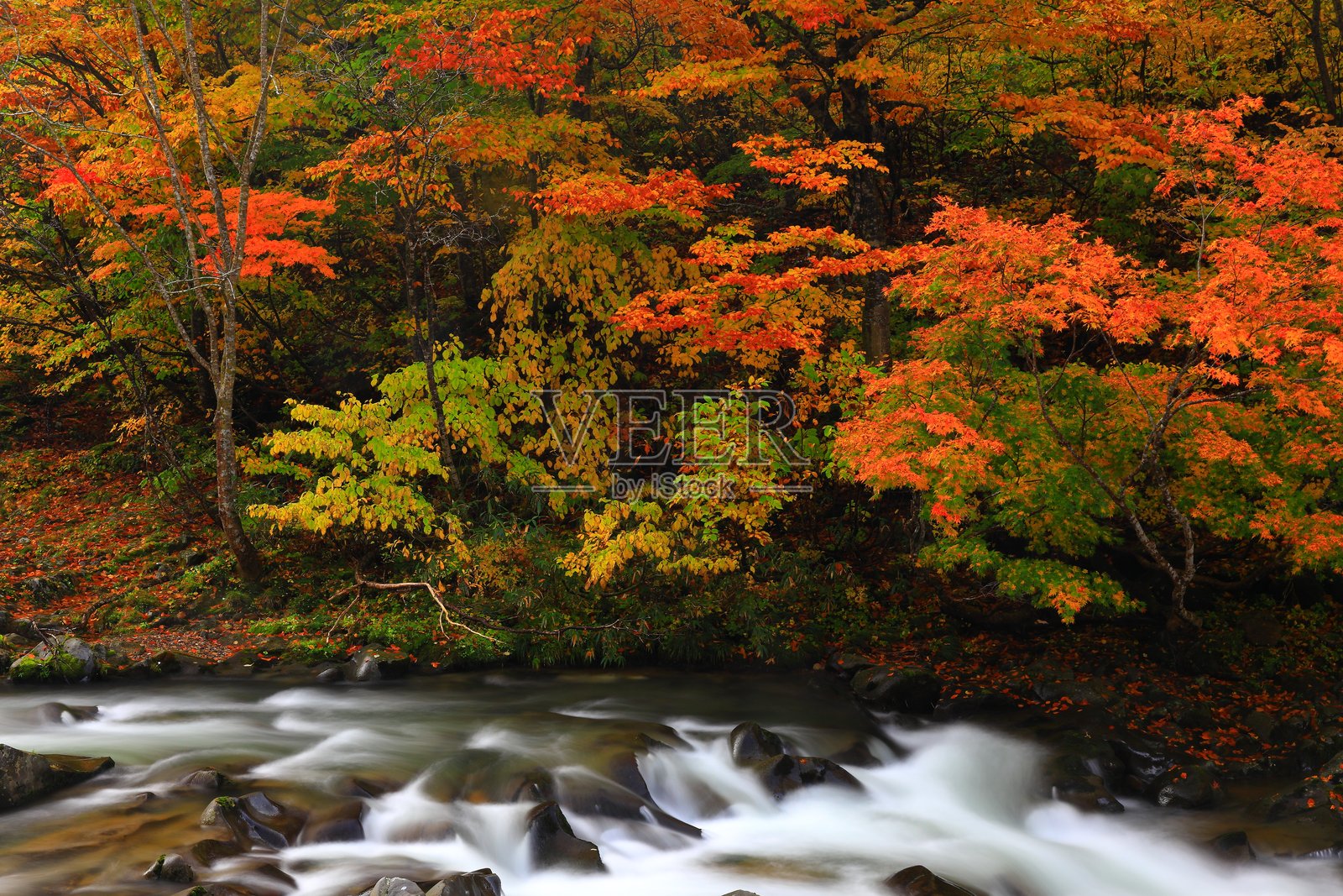 秋叶风光照片摄影图片