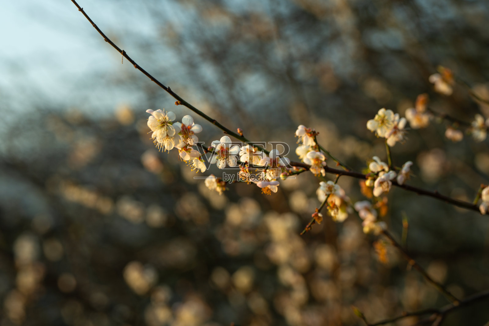 傍晚的梅花照片摄影图片