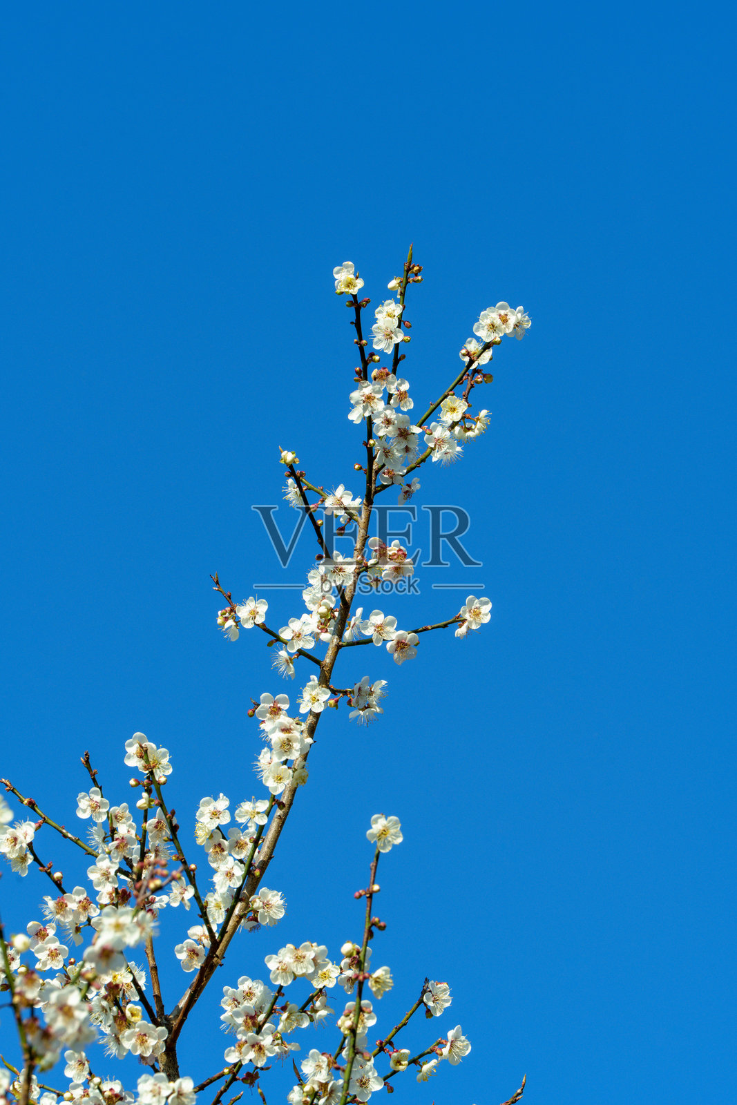 盛开的梅花照片摄影图片
