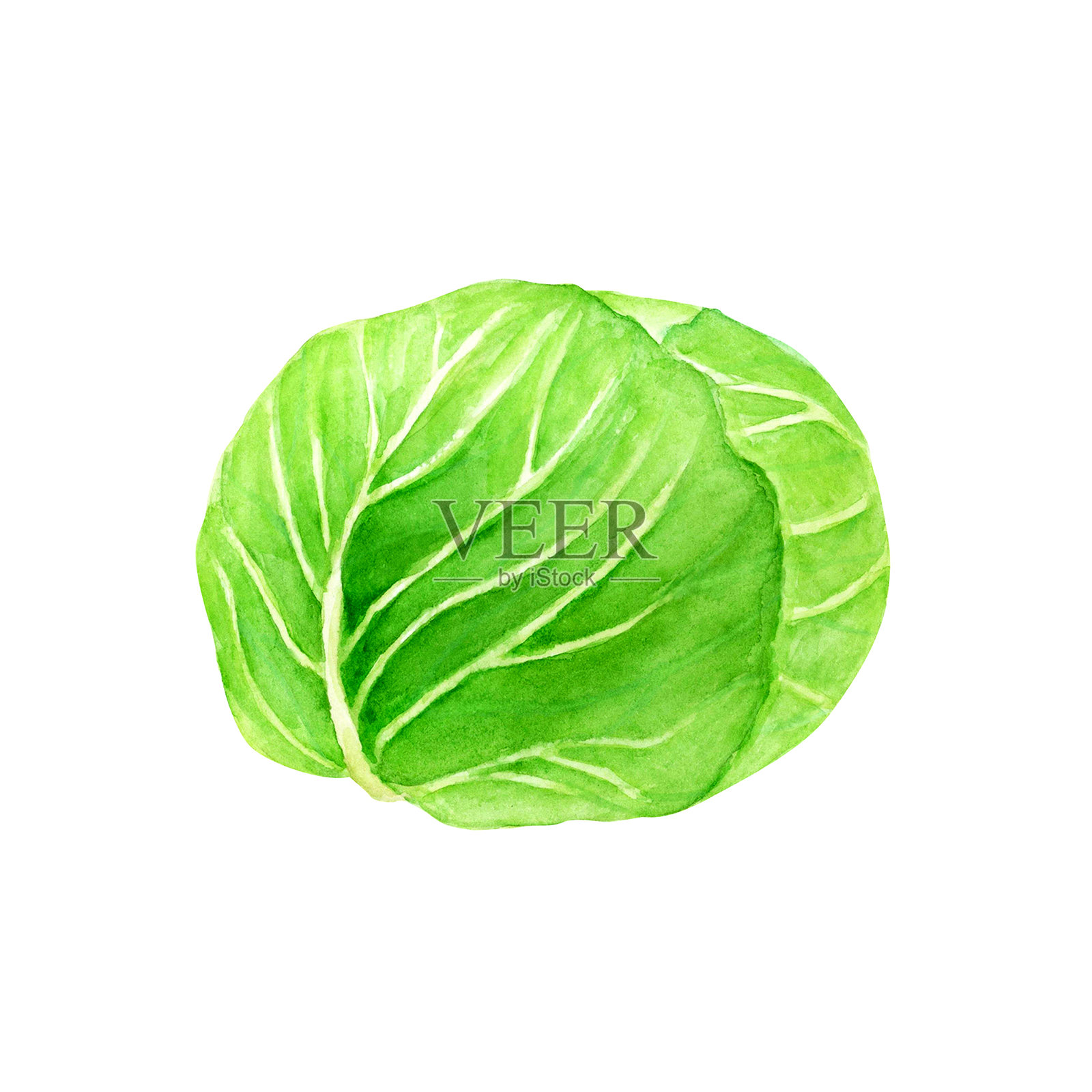 卷心菜水彩插画插画图片素材