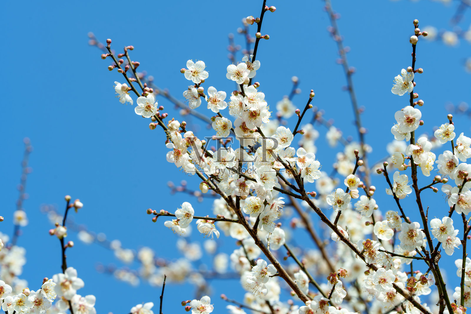 白色梅花照片摄影图片