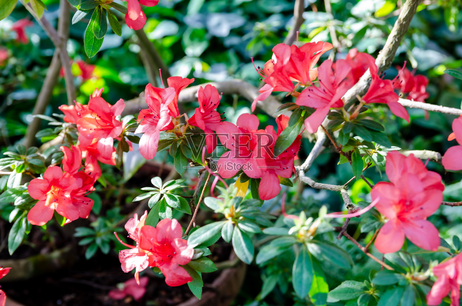 热带植物照片摄影图片