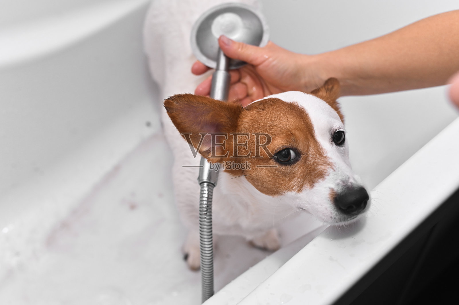 遛狗后给杰克罗素梗洗澡照片摄影图片