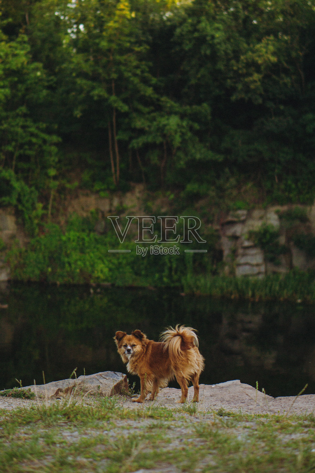 狗狗在岩石采石场湖边拍照，旁边有绿树和石头照片摄影图片