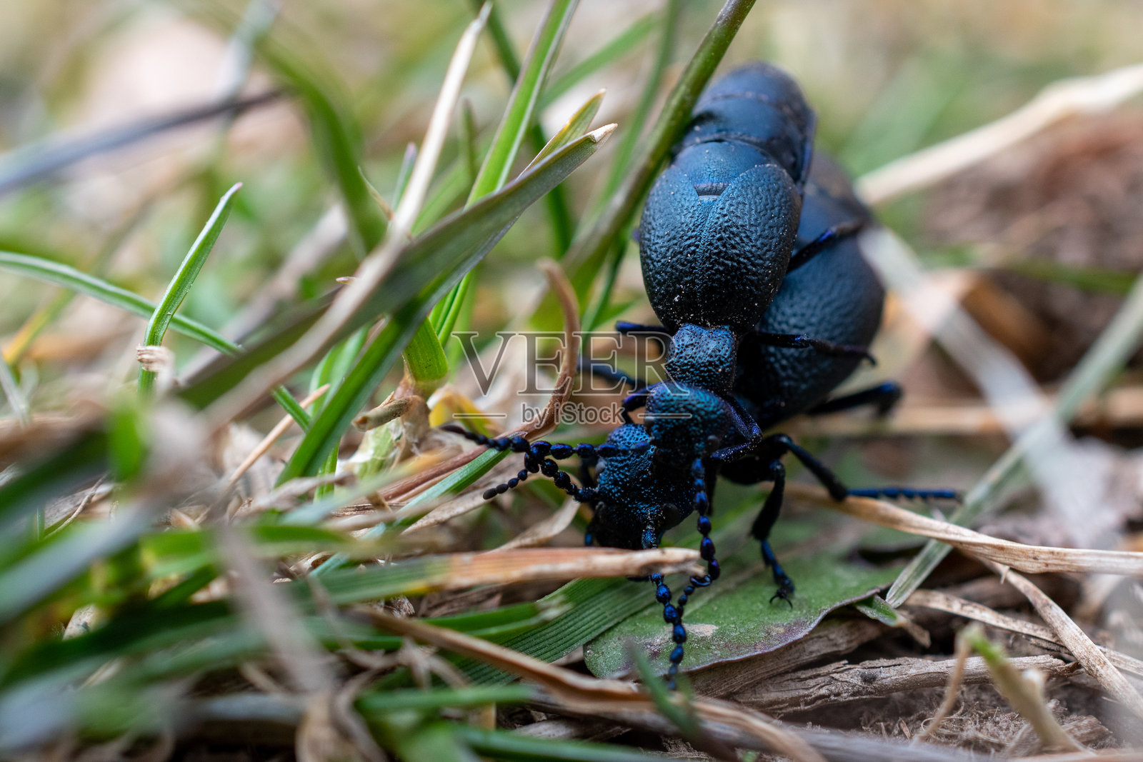 蓝油甲虫在草丛中爬行照片摄影图片