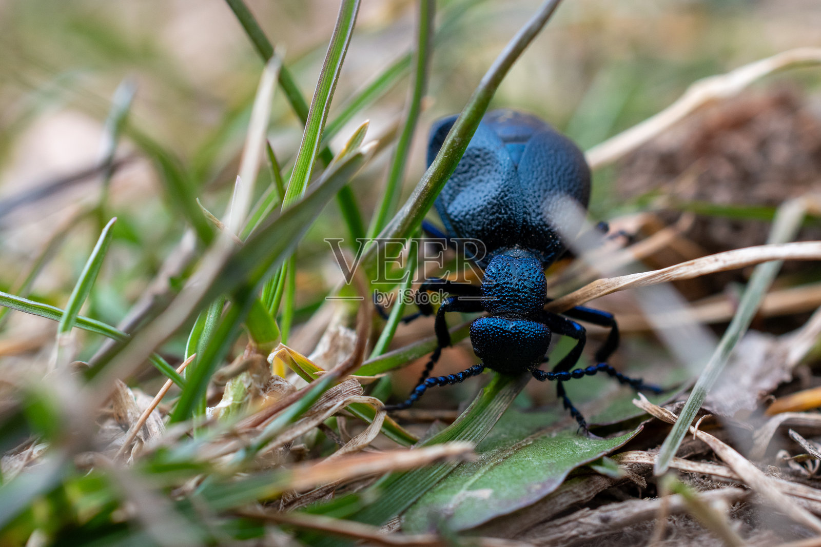 蓝油甲虫在草丛中爬行照片摄影图片