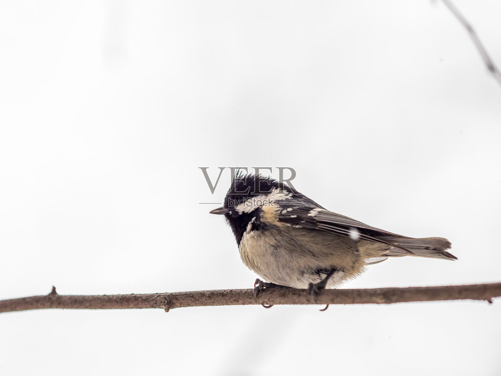 美丽的煤山雀（学名：Periparus ater）栖息在秋季或冬季无叶的树枝上。照片摄影图片