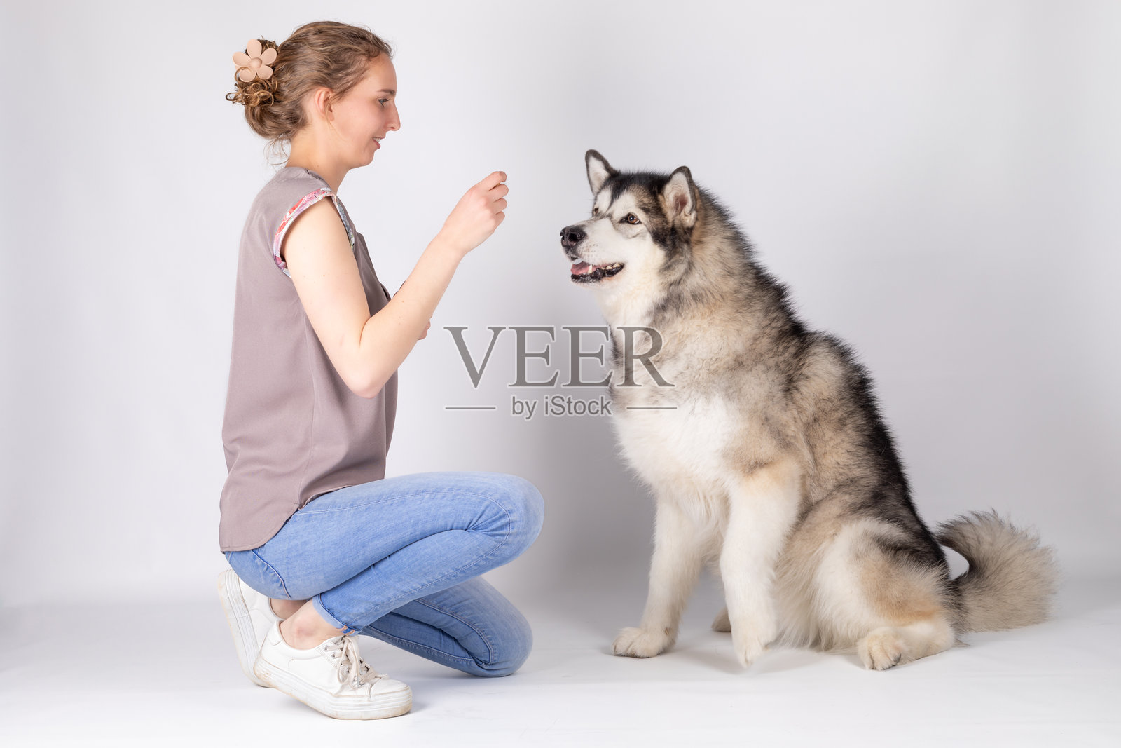 兽医理疗师给阿拉斯加雪橇犬喂食零食照片摄影图片
