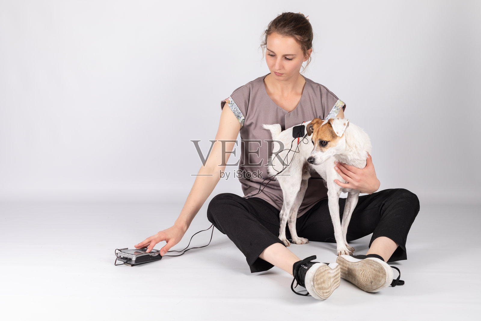 杰克罗素梗犬接受兽医理疗师的电疗照片摄影图片