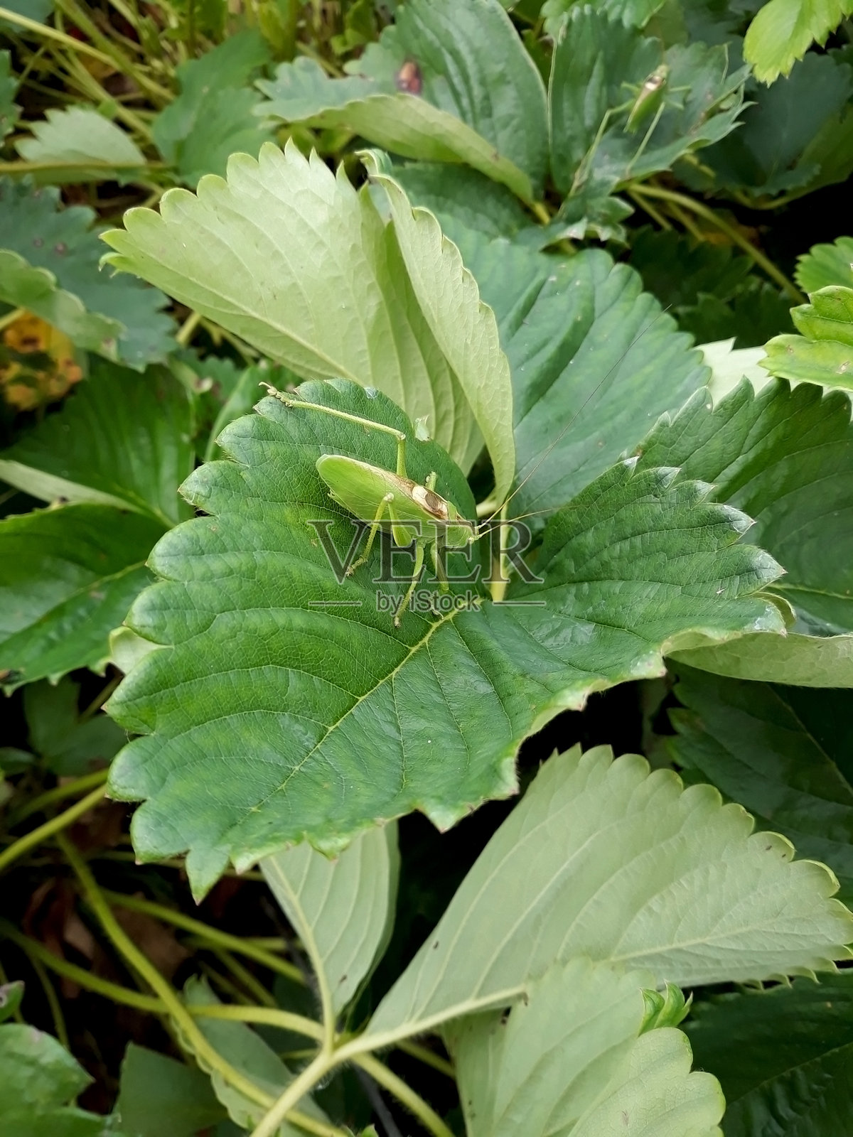一只蚱蜢栖息在草莓植物的绿叶上照片摄影图片
