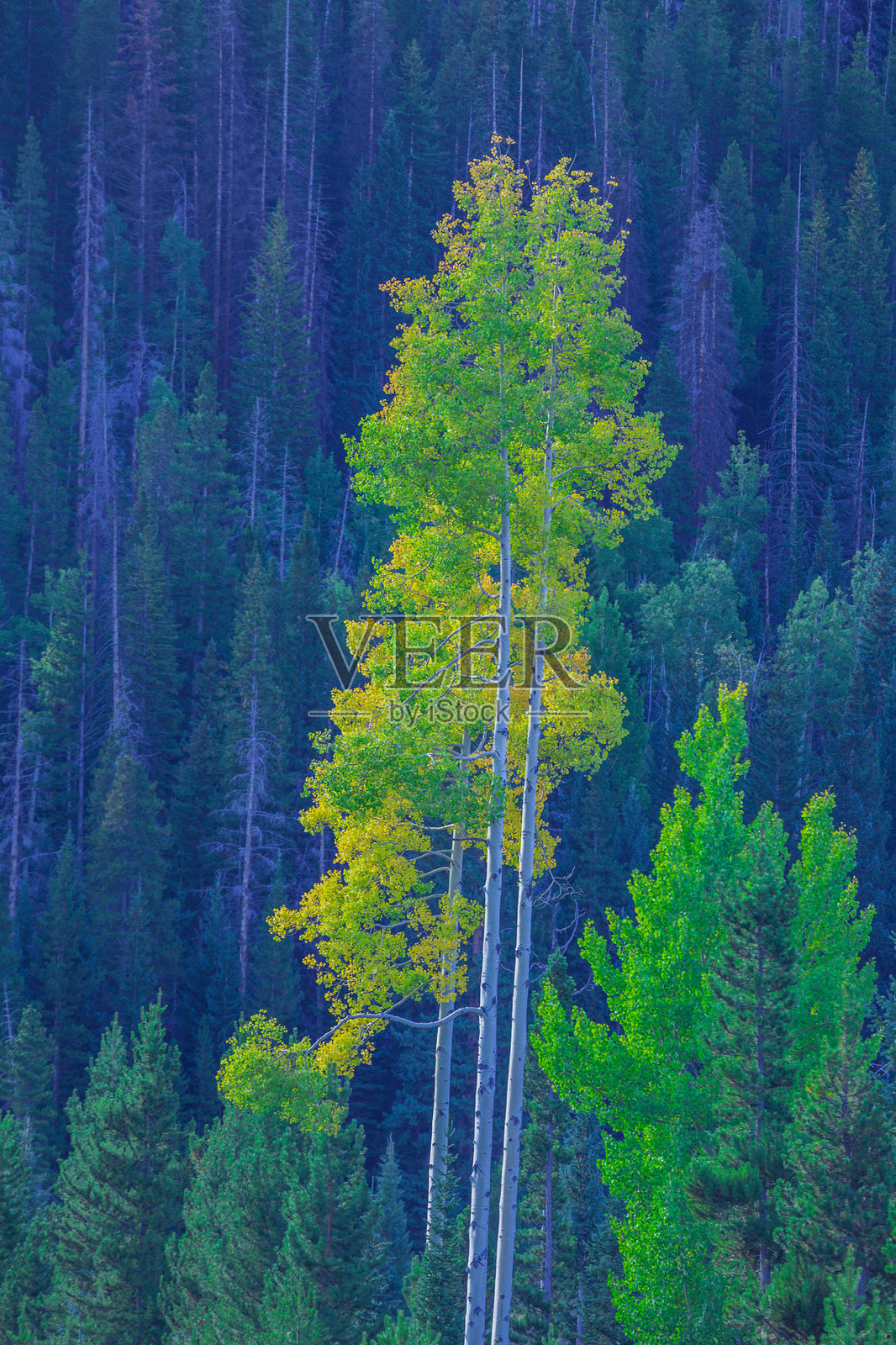 白杨树照片摄影图片
