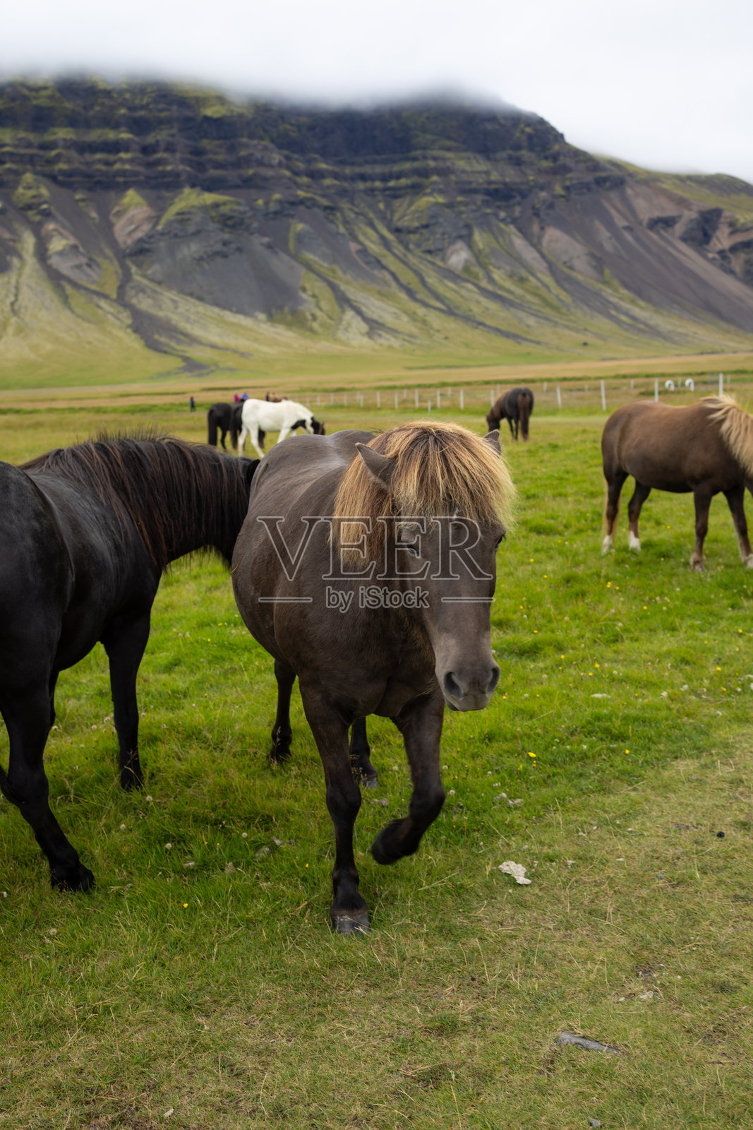 冰岛的野生骏马照片摄影图片
