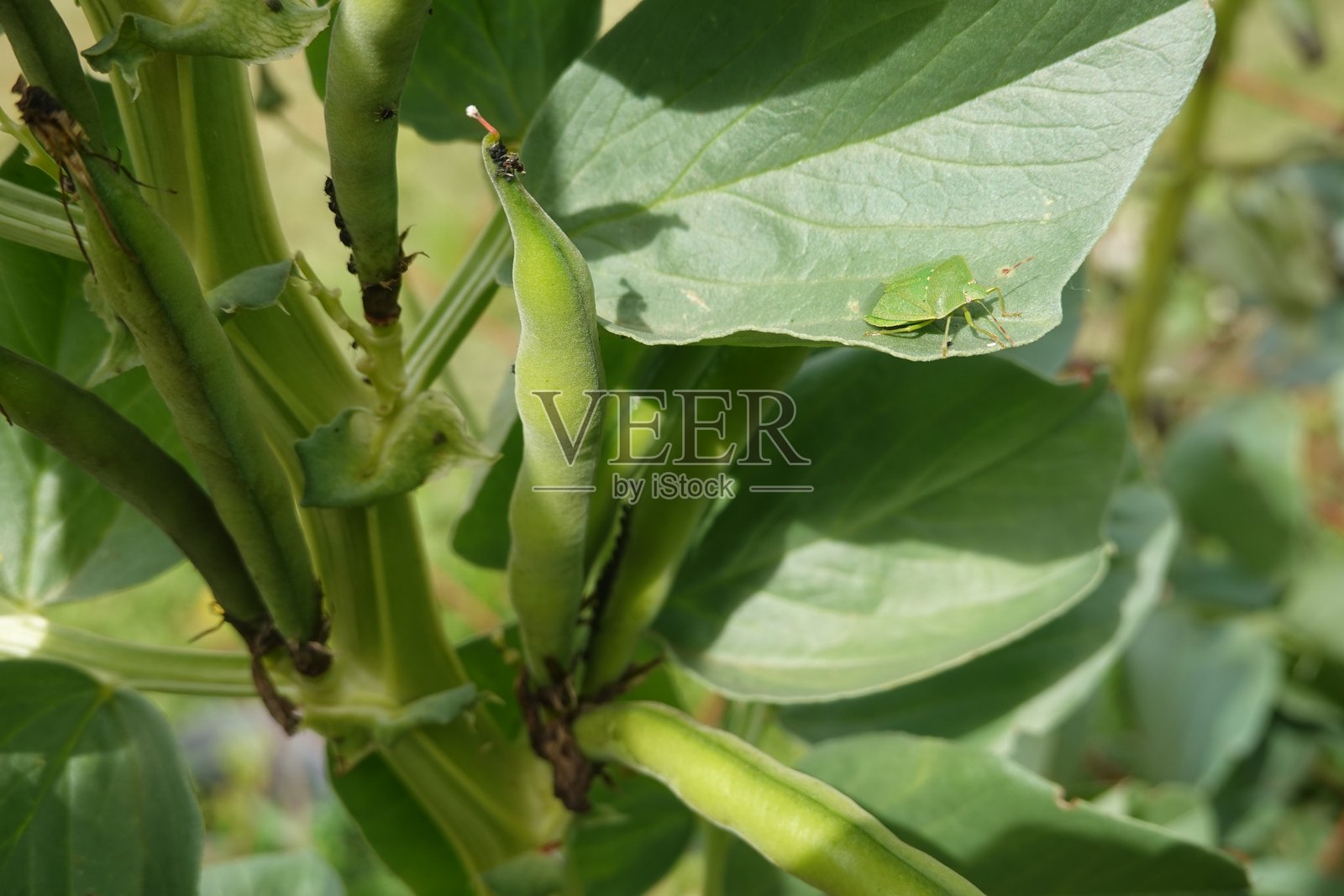 绿蝽停留在蚕豆植株的叶子上照片摄影图片