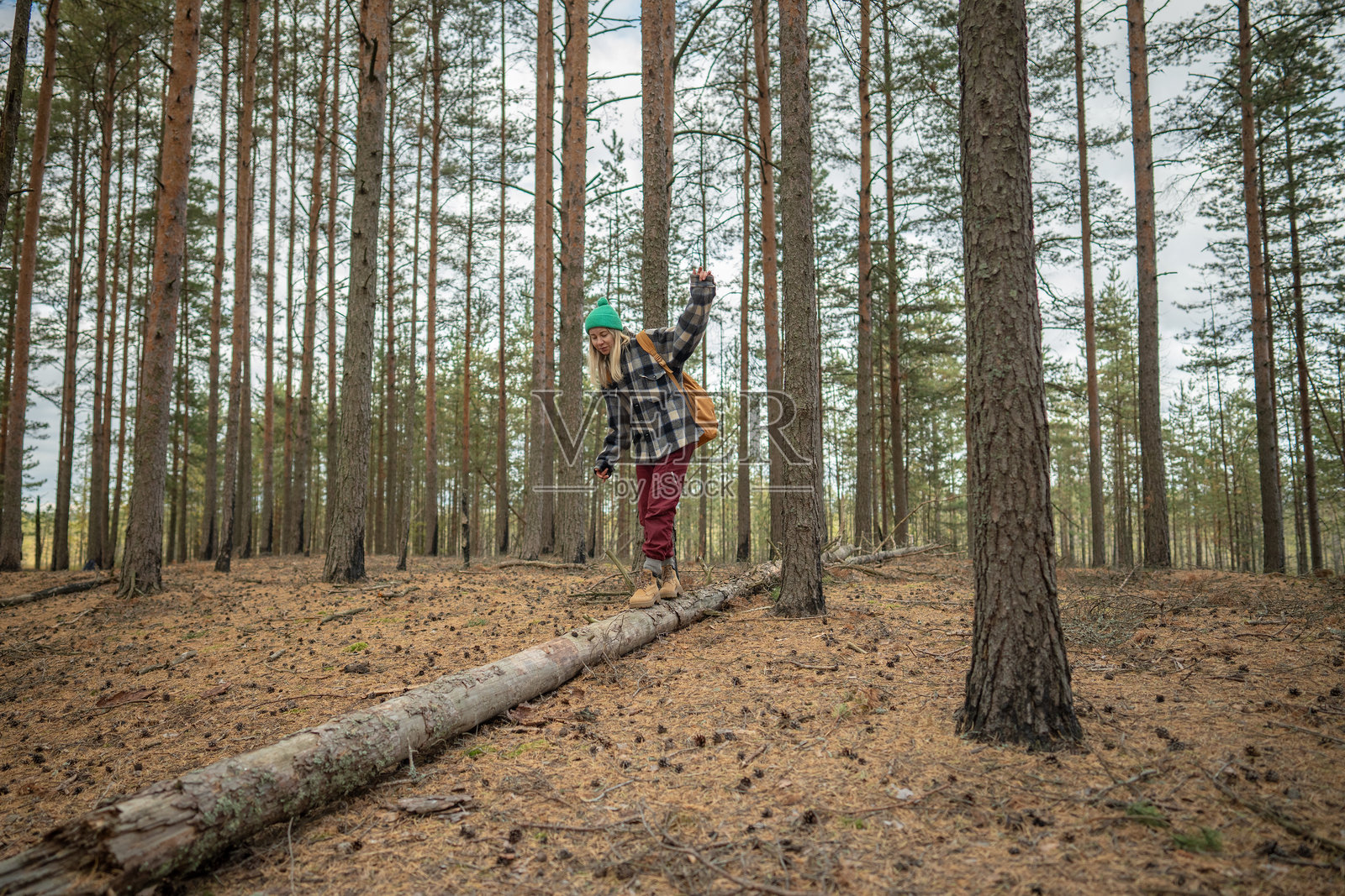 一位背着背包的女性背包客在秋季的松林中徒步，小心翼翼地走在倒下的树干上照片摄影图片