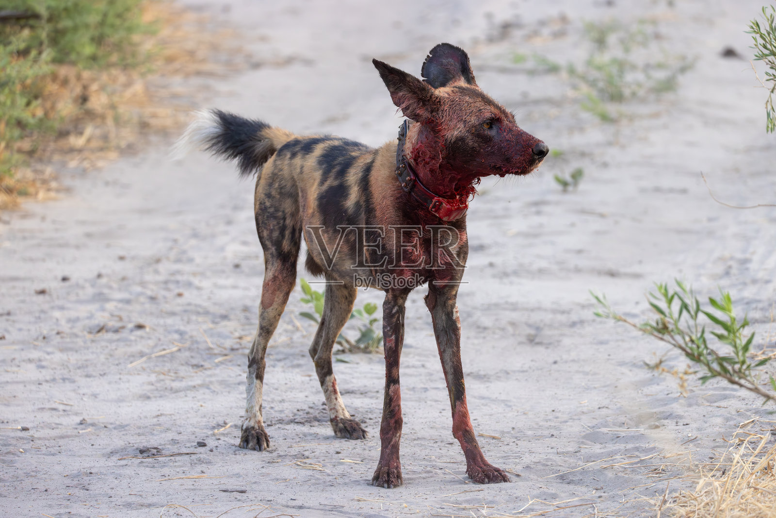 狩猎了羚羊后，身上沾满鲜血并戴着项圈的野狗照片摄影图片