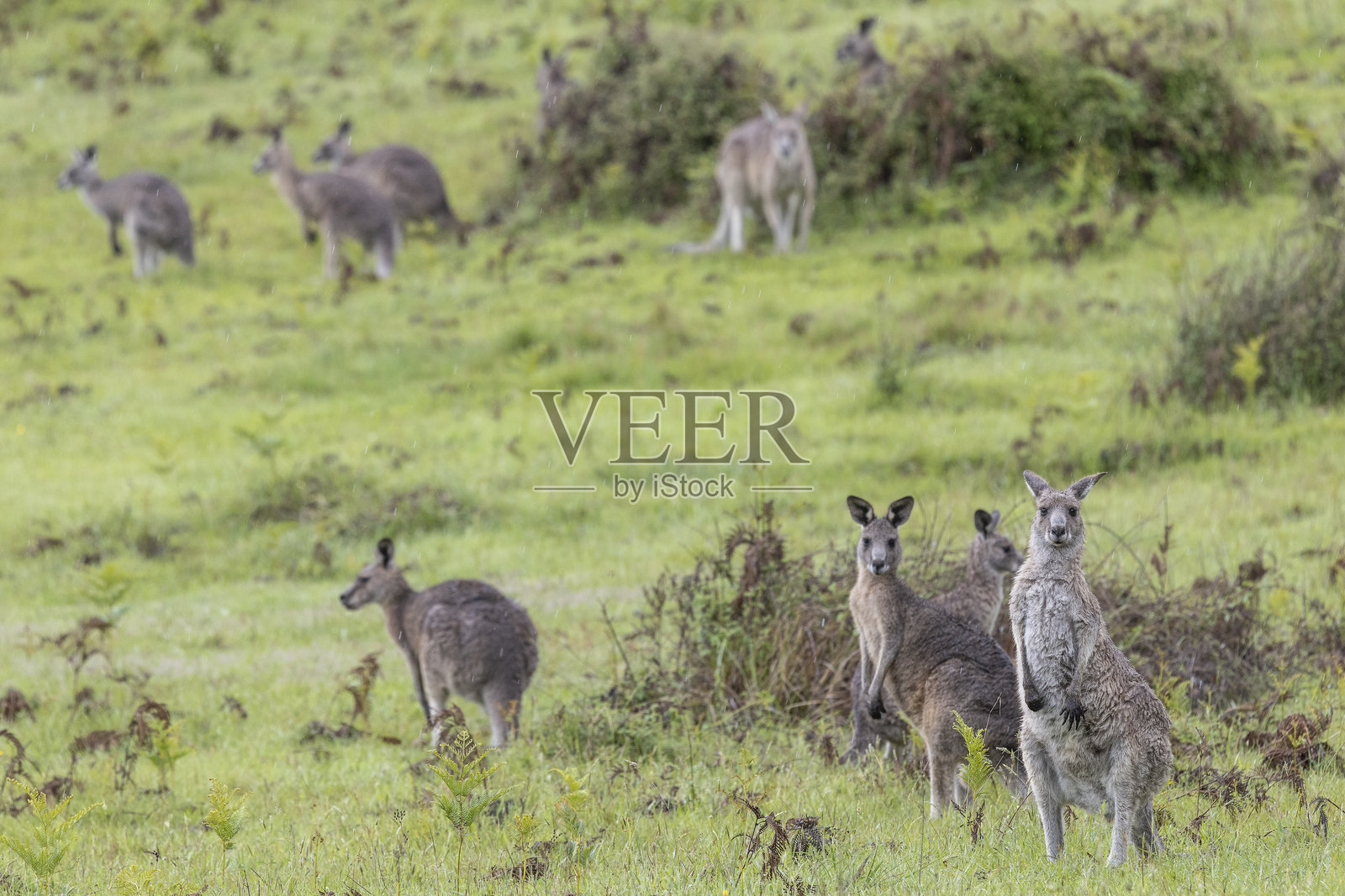 东部灰大袋鼠照片摄影图片