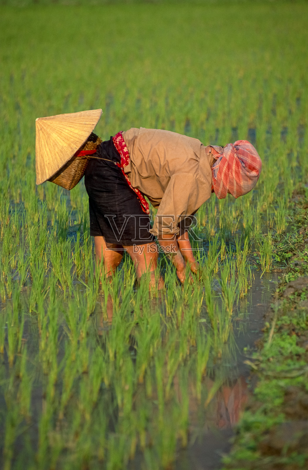 越南北部红河谷稻田里，一位年轻的越南妇女正在收割稻谷的历史彩色照片。1995年3月25日照片摄影图片