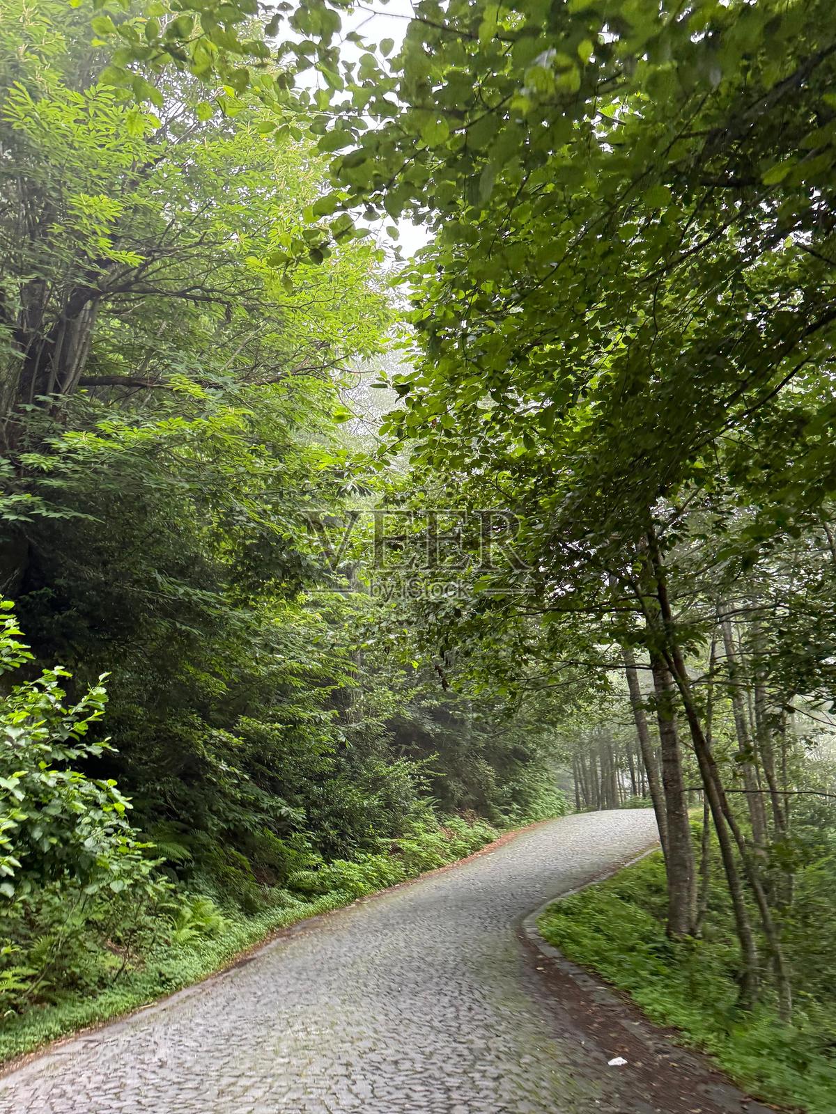 雾蒙蒙的林地照片摄影图片