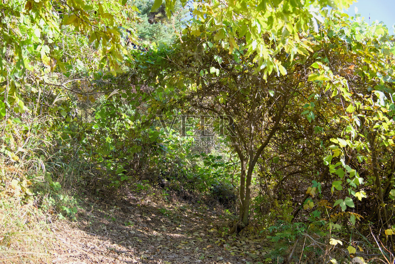 晴天时，被树木环绕的森林入口照片摄影图片