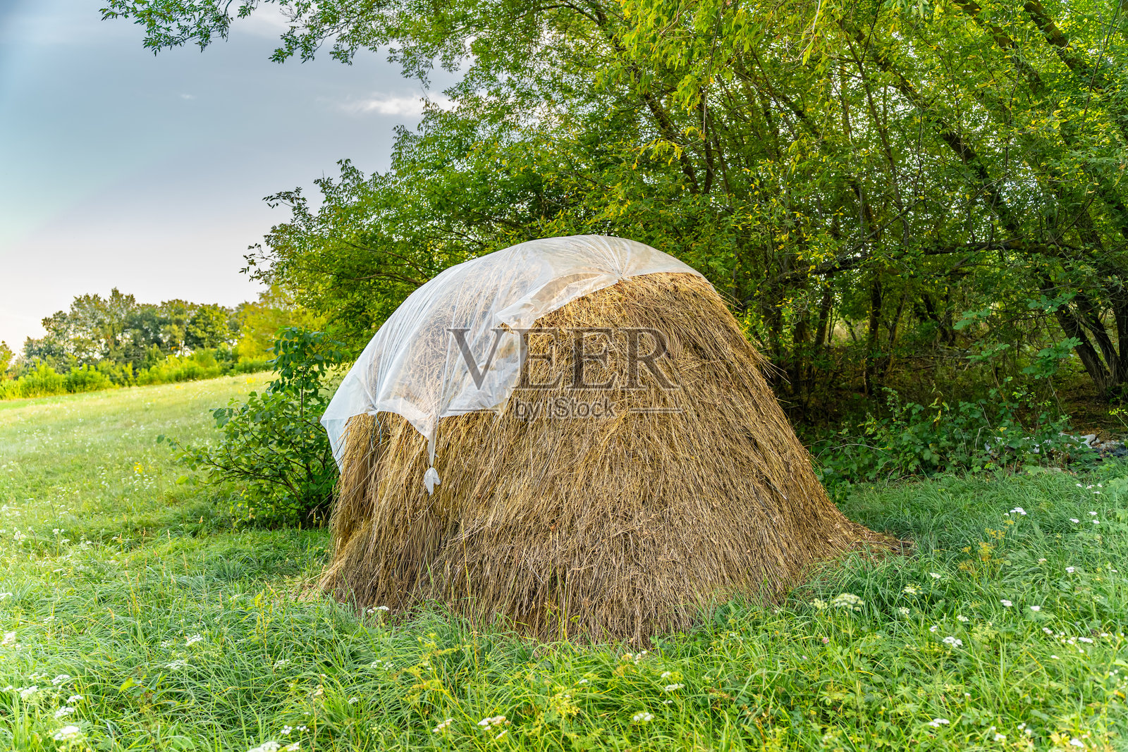 干草堆是干燥草的大型、紧凑堆积物。照片摄影图片